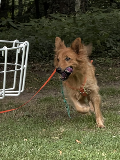 Hundeschule DogGeeks® TonCane: Online & Mobil, Voßbarg 23 in Seevetal
