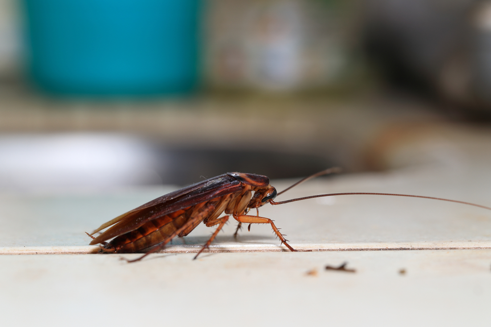 Cockroaches aren’t just unpleasant. They can spread bacteria and quickly become a bigger problem. If you see them during the day, it’s often a sign that the infestation is already growing. We detect where that is, select the right treatment, and take care of the them at the source. Are you seeing cockroaches? Reach out today and schedule an appointment.