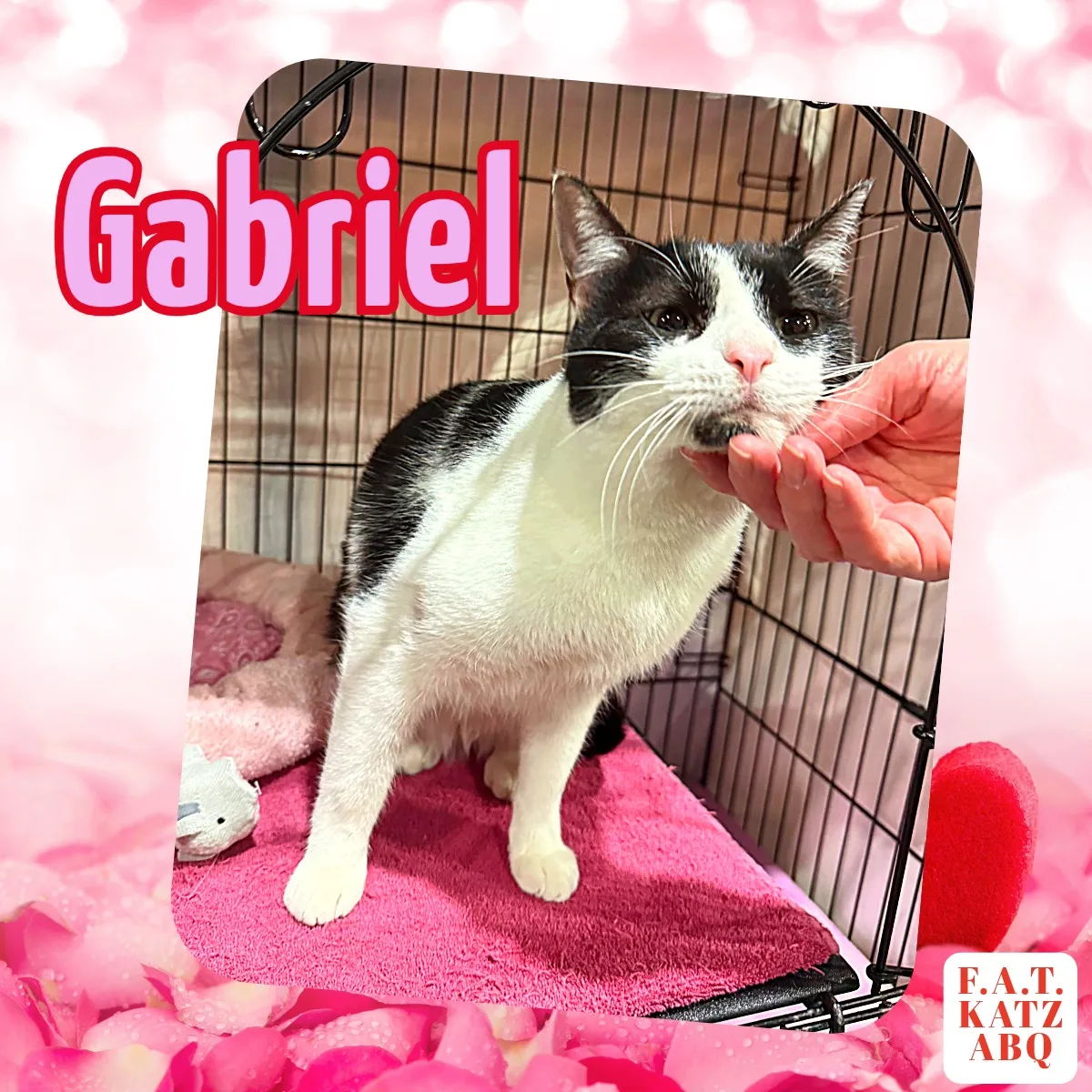 Image of Local Pet Event Adoption Day at Boofy's Kat Kastle Suites (Cutler store) Nearby