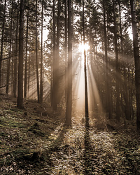 Josef Huber Bestattungen GmbH & Co. KG, Fauststraße 49 in Ingolstadt