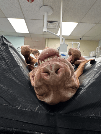 Images VCA Preston Park Animal Hospital