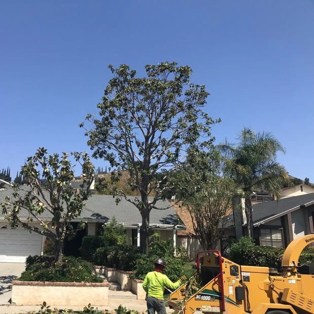 Images Steve's Trees