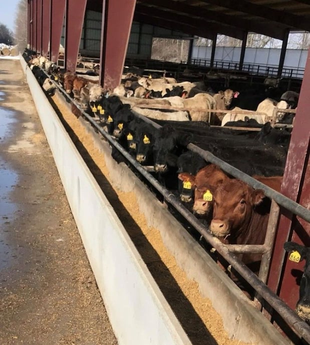 Images Profectus Livestock Solutions