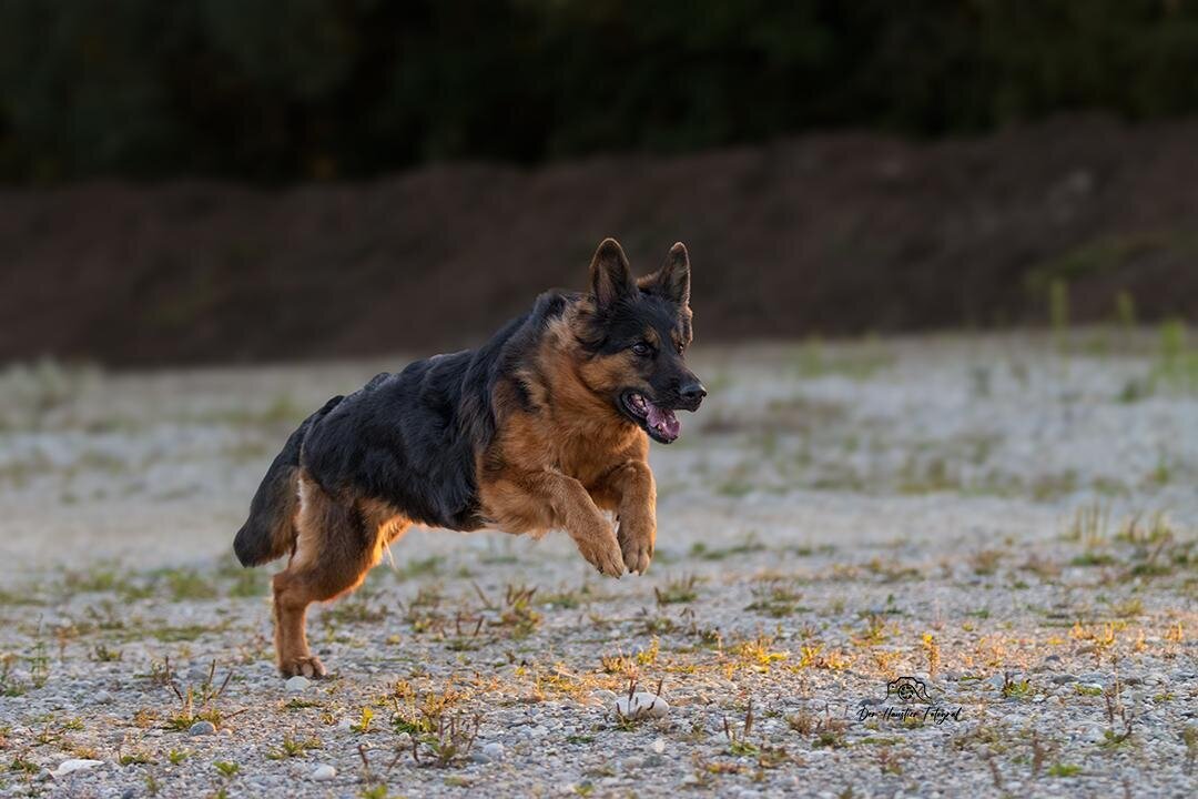 Bilder Der Haustier Fotograf  Hunde- & Tierfotografie aus München