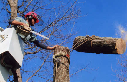 Precision Tree Service