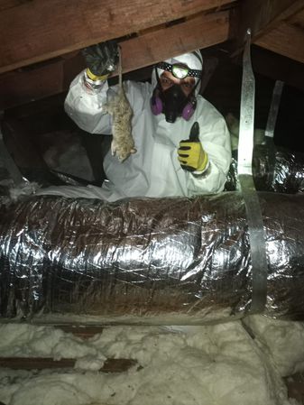 Images Rodent Solution