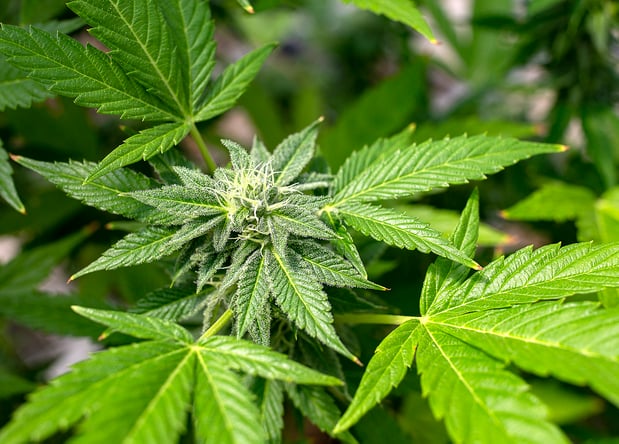 Images THE Dispensary - Kaukauna