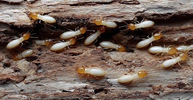 Images Garfield Pest Control