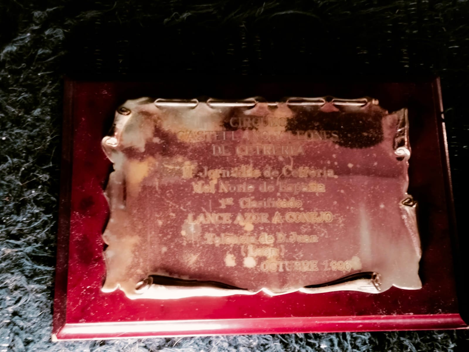 Images Bird Control Falcon S.L.