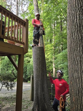 Images Northside Tree Professionals