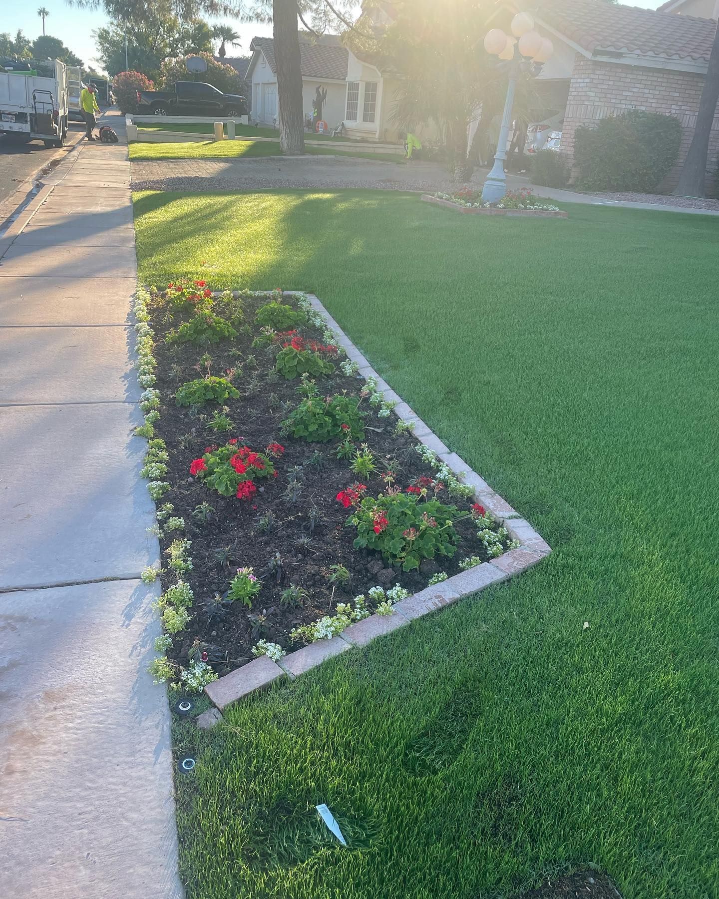 A freshly planted flowerbed with blooming red and white flowers is bordered by lush green grass beside a residential sidewalk.