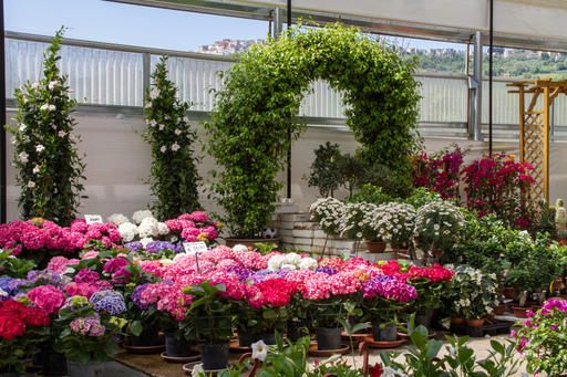 Images Vivaio Mignogna