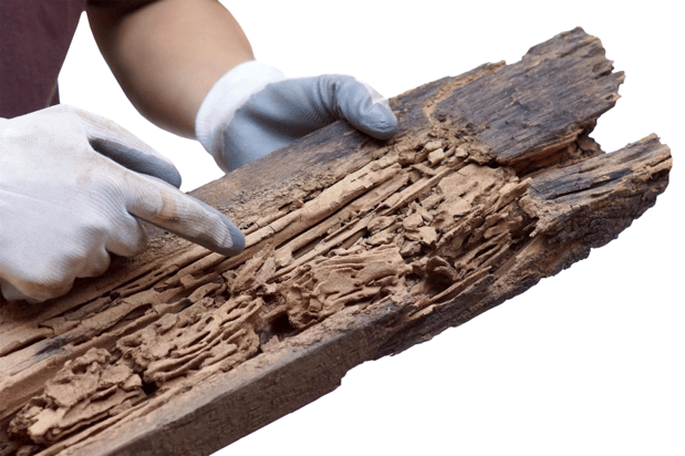 Images San-Rio Pest Control LLC