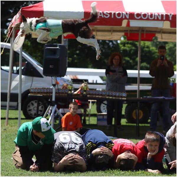 Our Stunt Dog Show is the Best Animal Halftime and Festival Entertainment in the Midwest and Beyond!