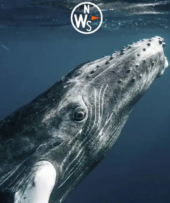 Images Natural World Safaris Ltd