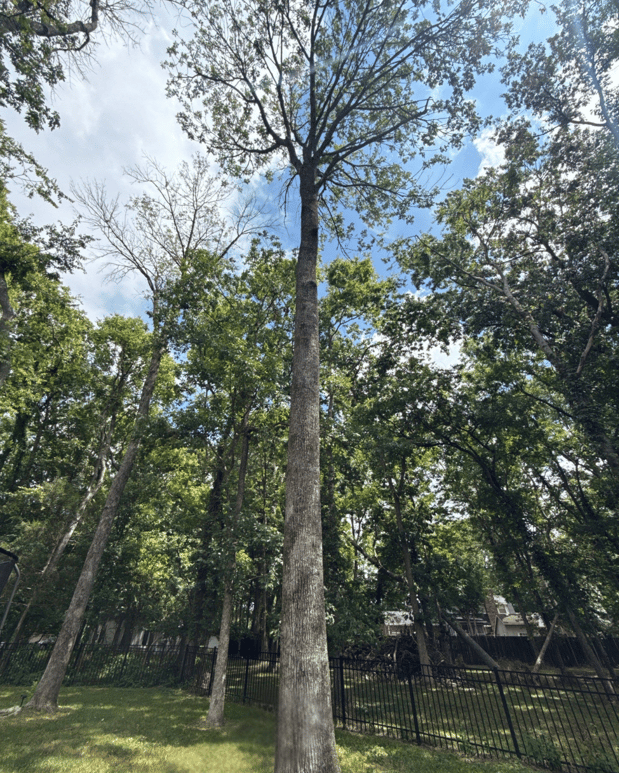 Images Tree Masters of Tennessee