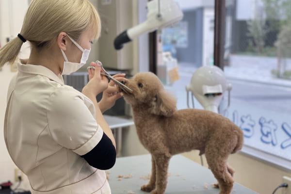 Images ペットショップ 犬の家