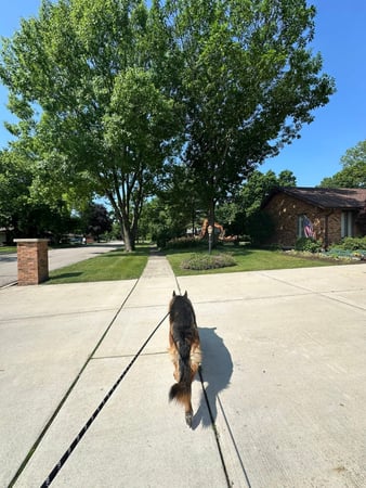 Images Leash and Love LLC