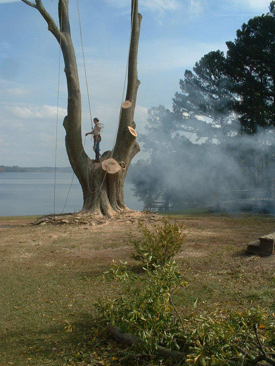 Images RTS Arborists, LLC (aka Robertson's Tree Service)