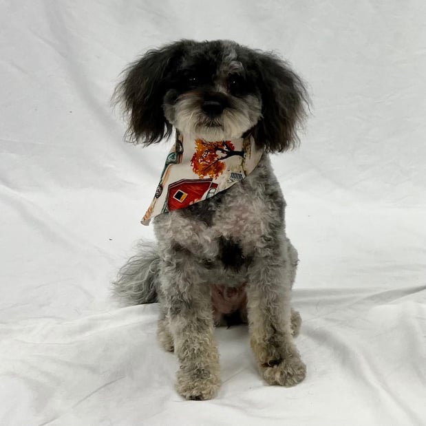 Images Feeders Pet Supply Pet Wash & Grooming