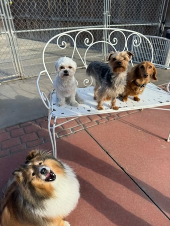 Images VCA Mountainview Animal Hospital & Pet Lodge