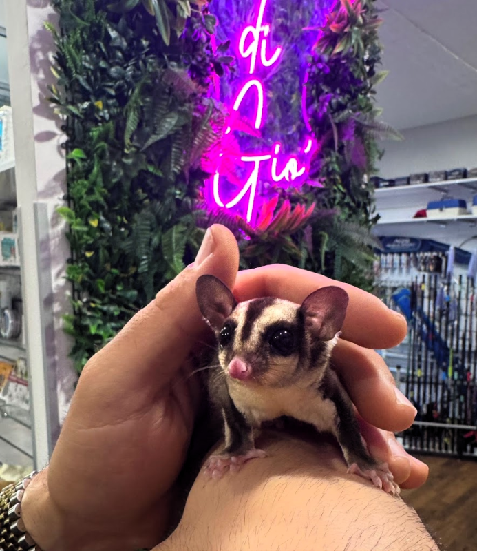 Images L'Arca di Gio'