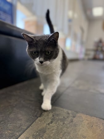 Images VCA Del Lago Animal Hospital