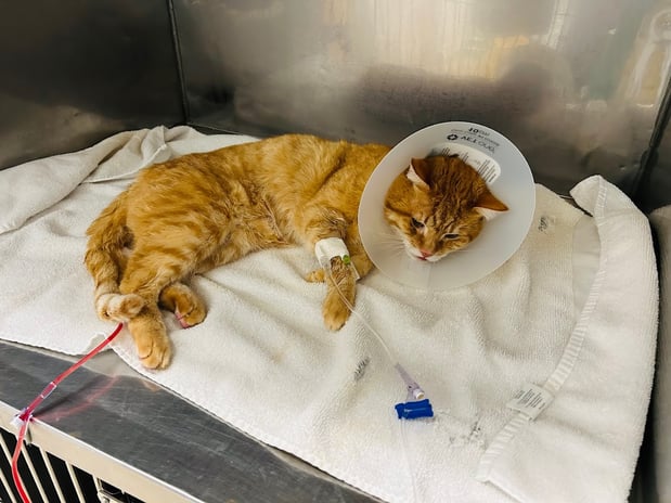 Images Union City Veterinary Medical Center & Emergency Clinic