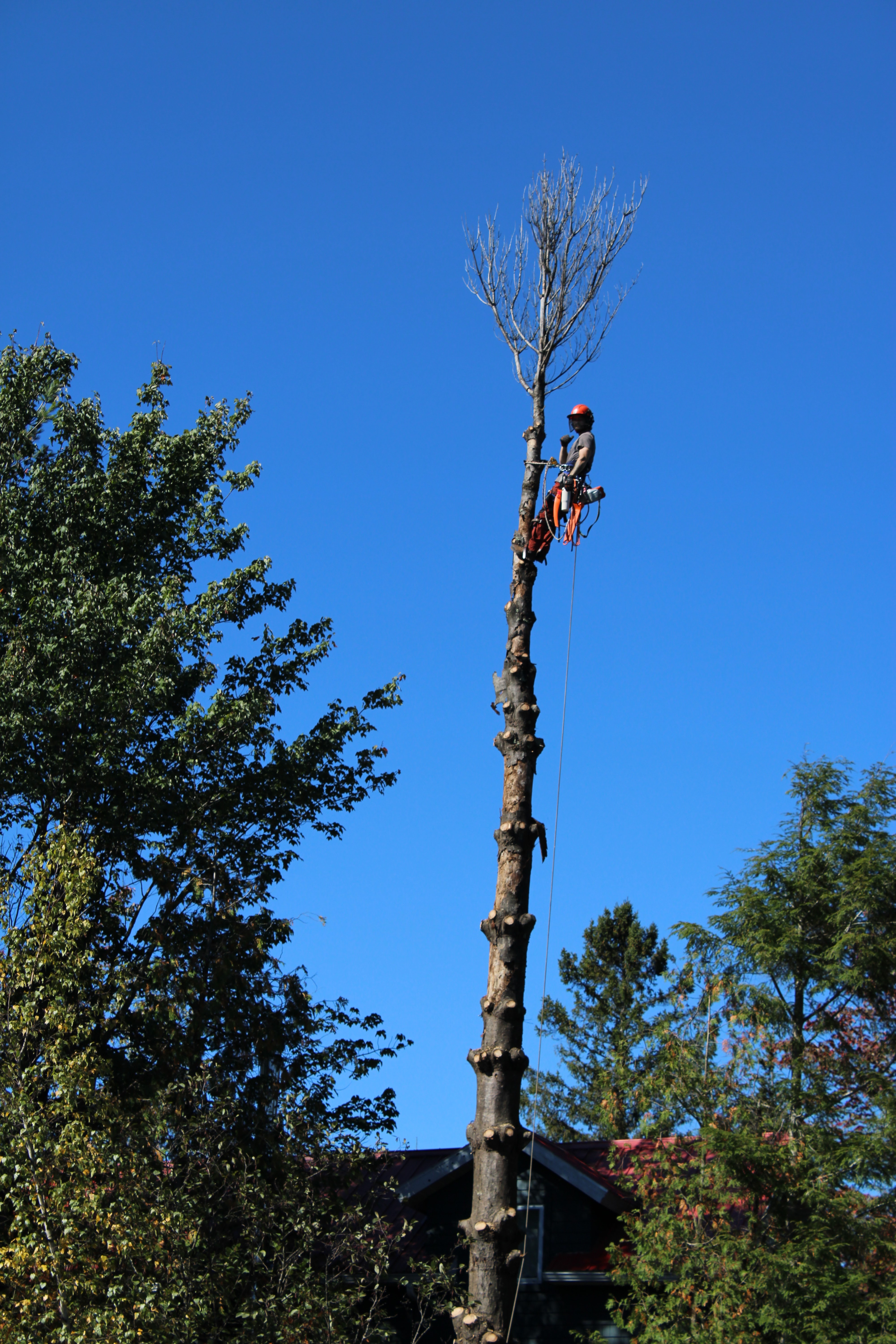 Images Altitude Abattage - Services d'arbres, Élagage, Émondage Eastman