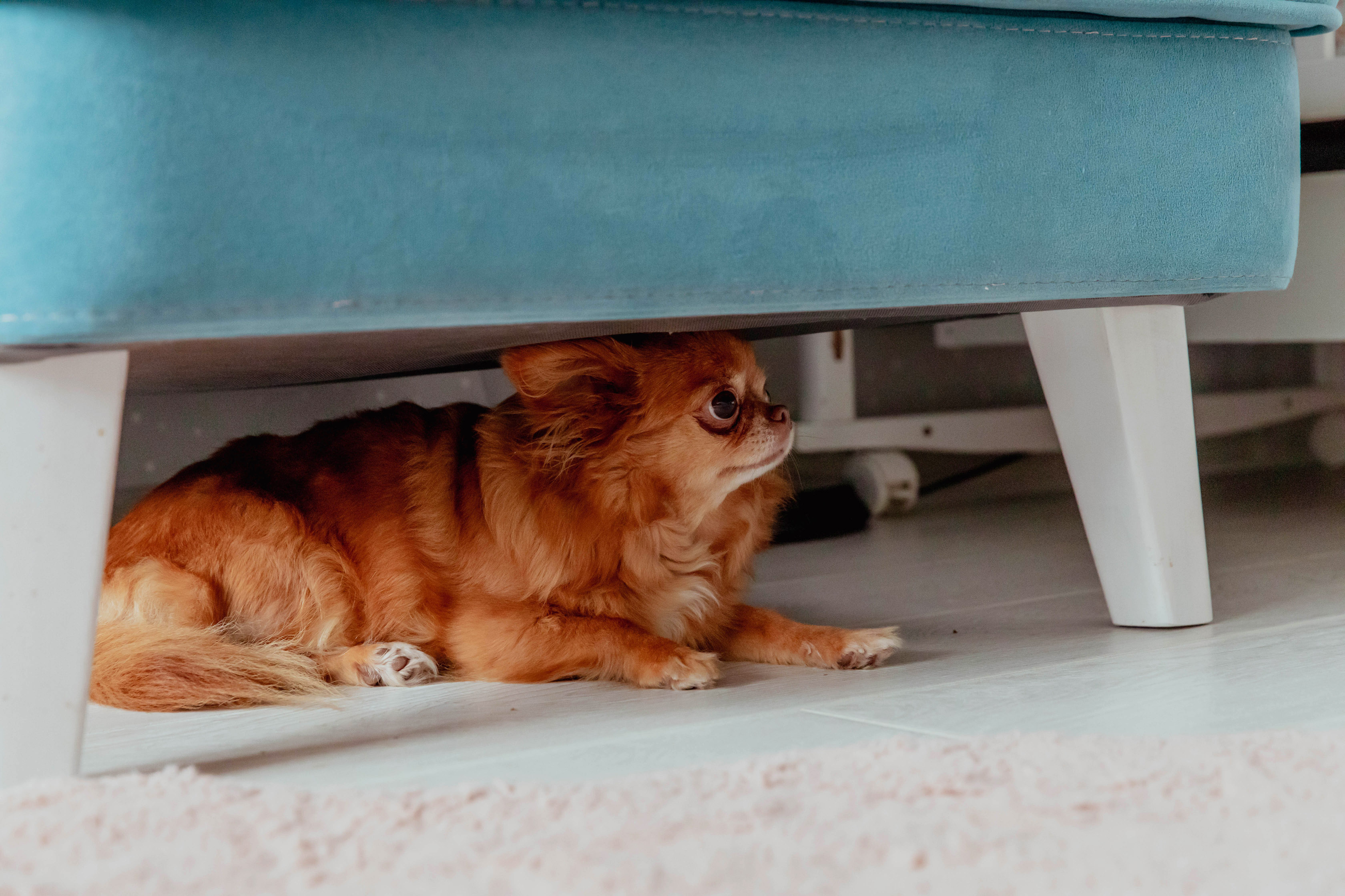 A picture of a scared dog hiding under a chair.