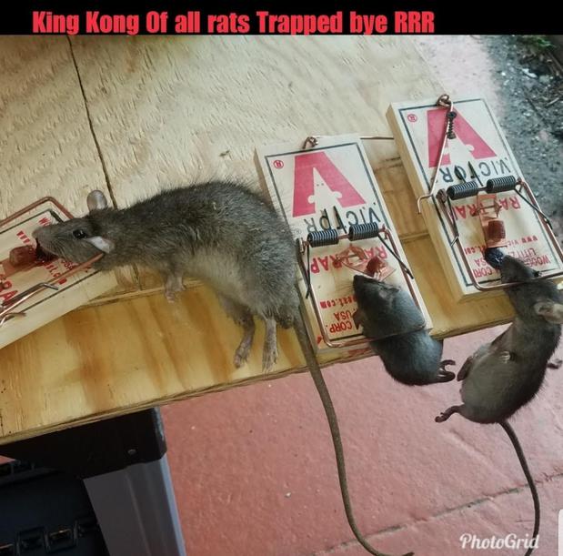 Images Reaper Rodent Removal