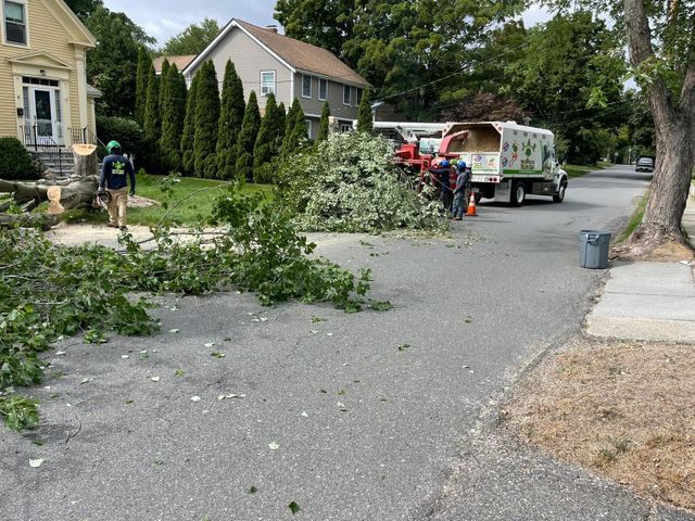 Images JAE Tree Service