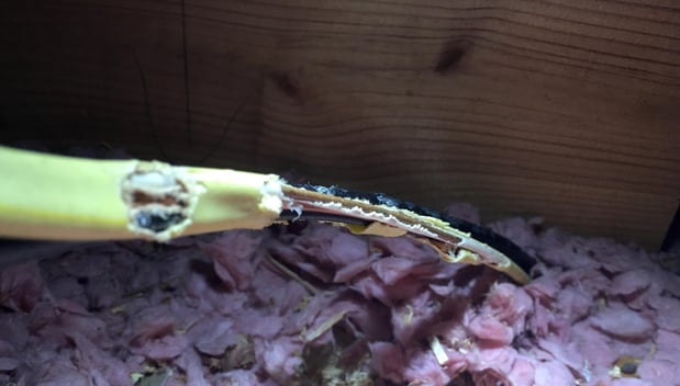 Images Omega Animal Removal Dallas