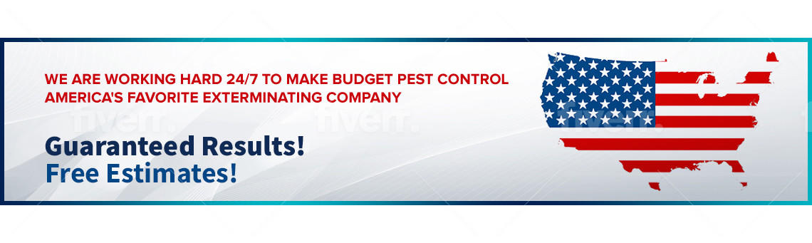 budget pest control guaranteed results free estimates