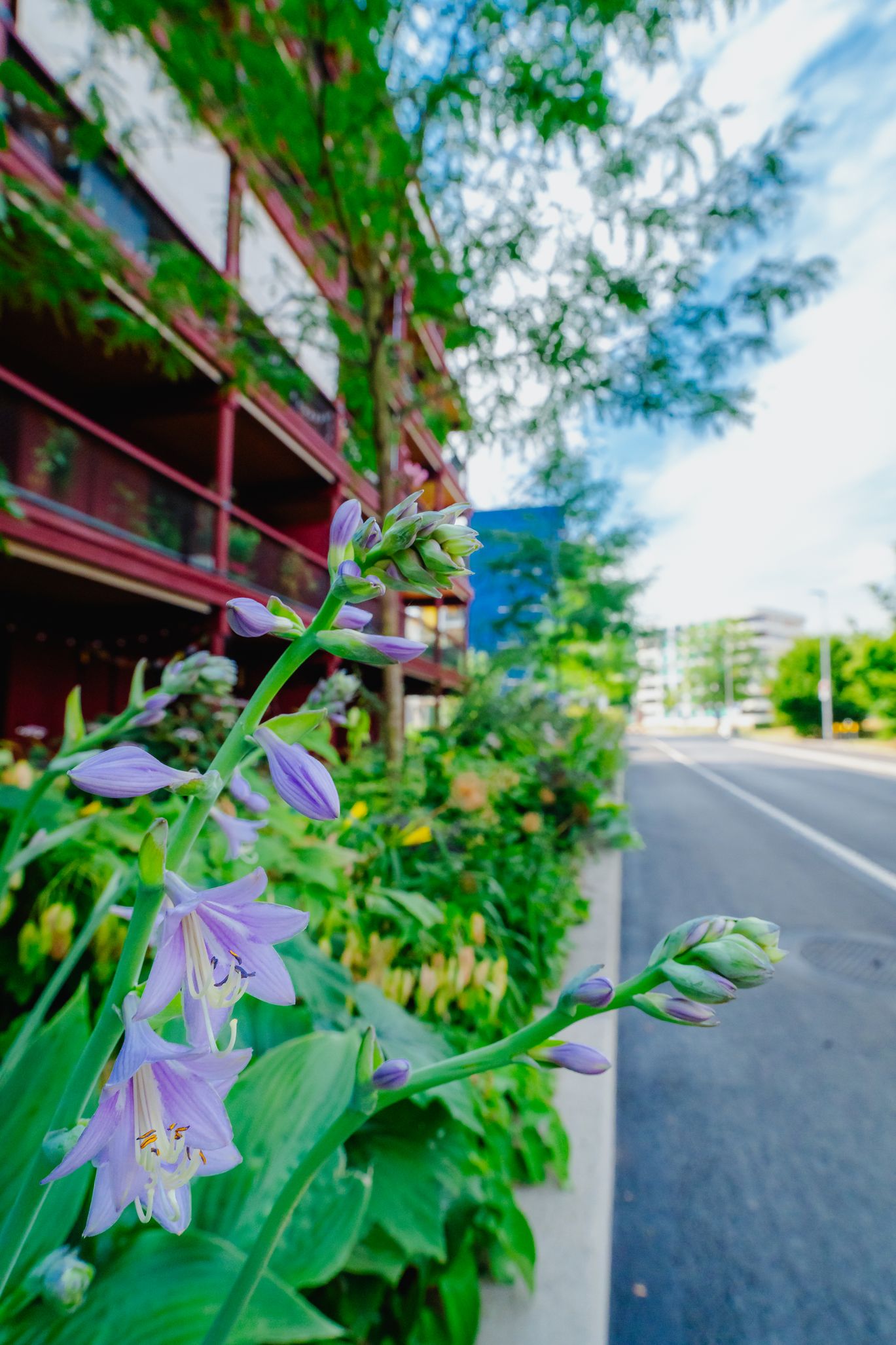 Matter Garten AG, Dielsdorferstrasse 32 in Buchs ZH