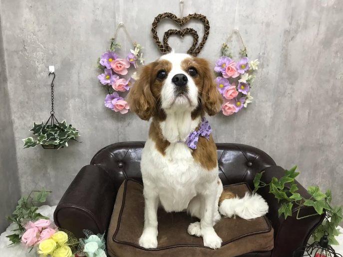 Images ペットショップ 犬の家