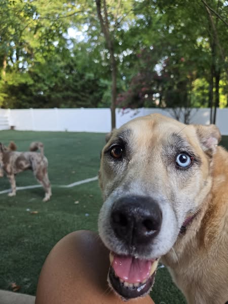Images Wag Watchers DayCare & Spa