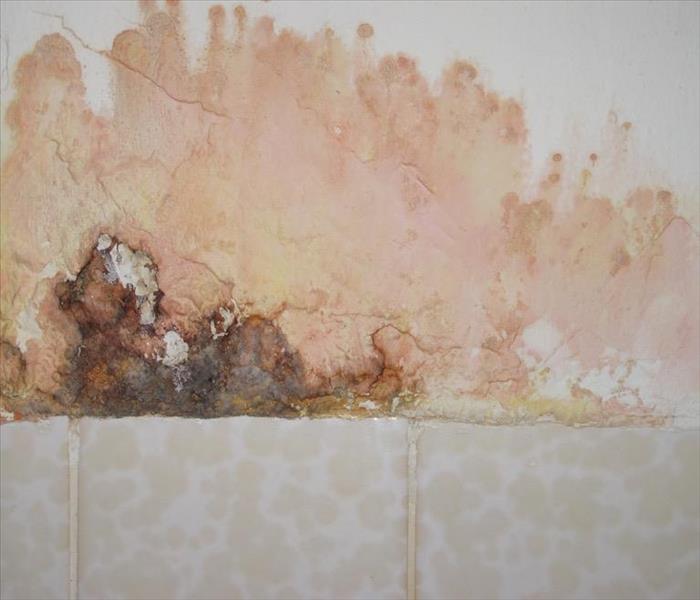 A typical starting point for a mold patch is in the bathroom where the humidity is high, and there is often poor ventilation. Keep your exhaust fan functional, and if you don't have this device, SERVPRO suggests that you have one installed.