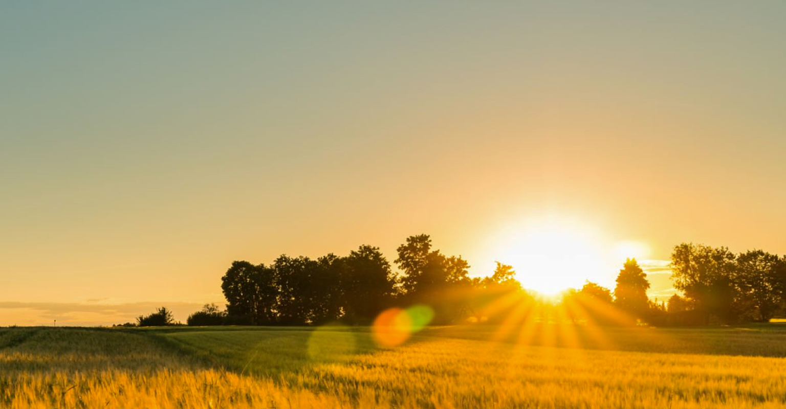 A golden sunrise illuminating a field of wheat.