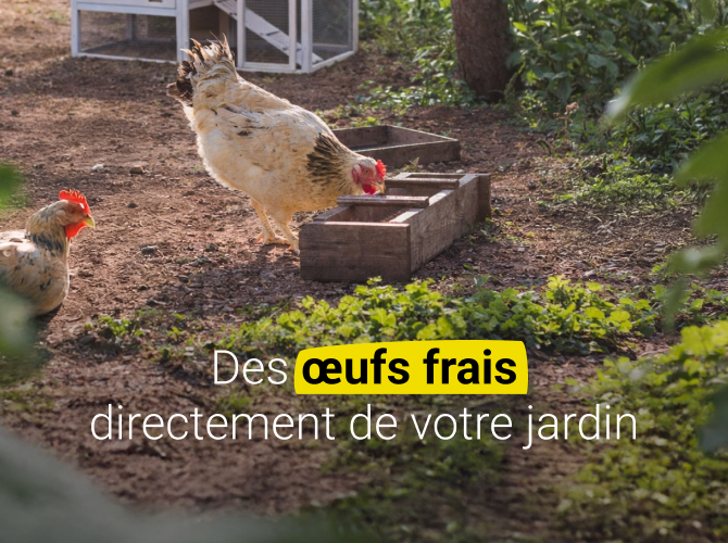 Équipement et alimentation pour poules pondeuses