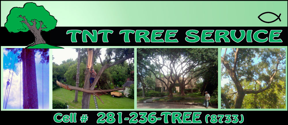 TNT Tree Service