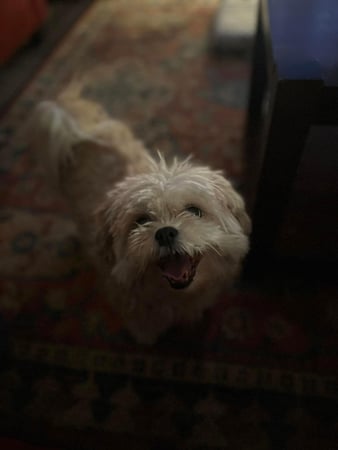 Images Leash and Love LLC
