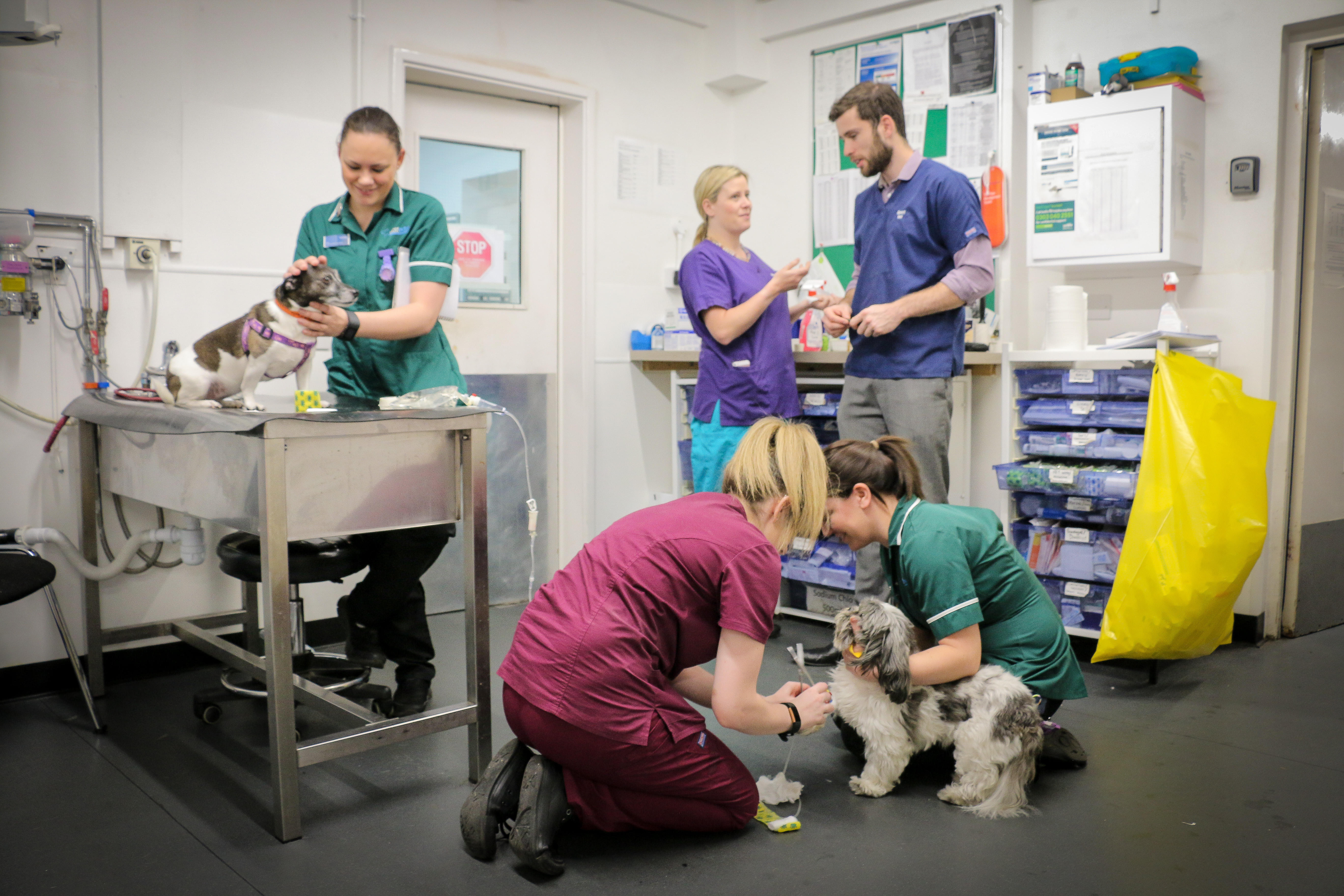 Westway Veterinary Group, Blaydon Blaydon-on-Tyne 01914 147651