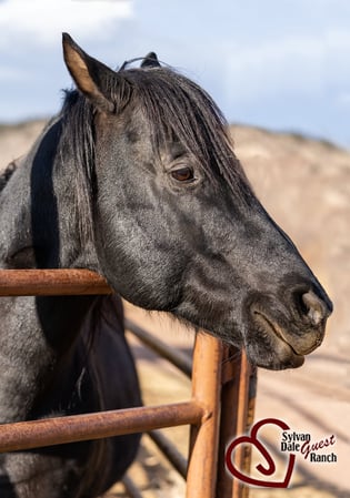 Images Sylvan Dale Guest Ranch & Wedding Venue