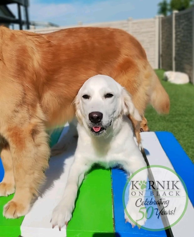 Images Karnik On Black - Dog Daycare, Boarding & Grooming