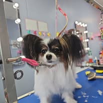 Lux Fur Pet Salon Image