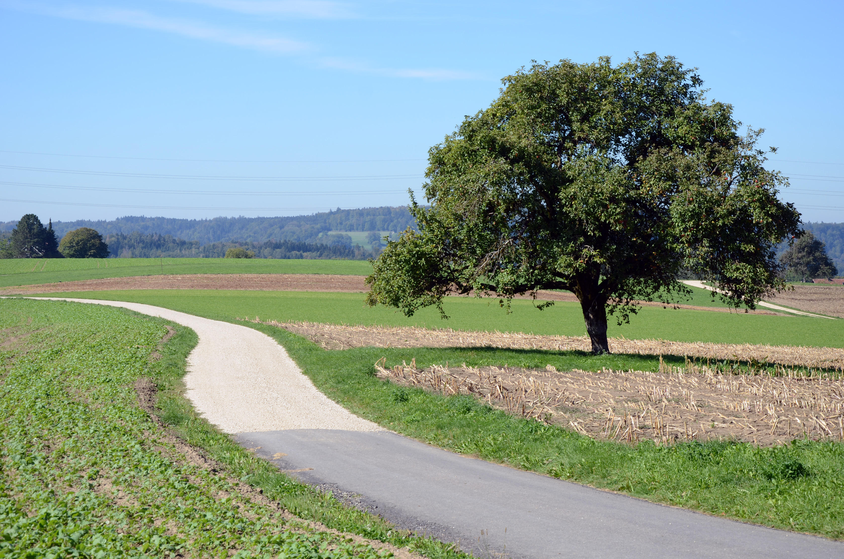 Gemeinde Zell ZH, Spiegelacker 5 in Rikon im Tösstal