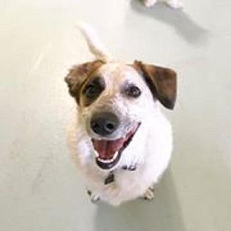Pet Dog Boarding Near Me