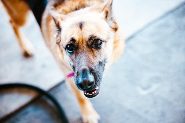 Images Imperial Animal Hospital