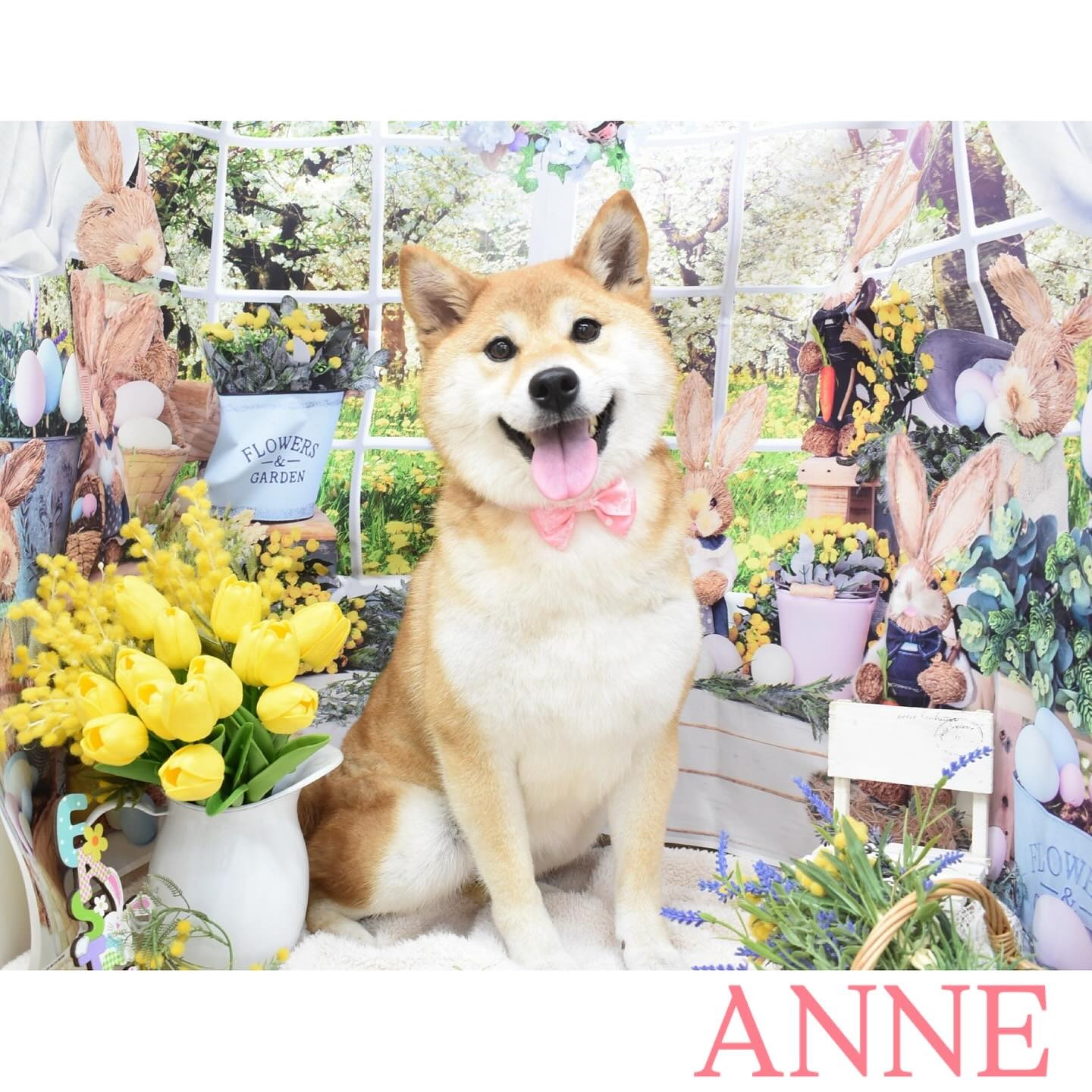 Images わんわんスタイルANNE